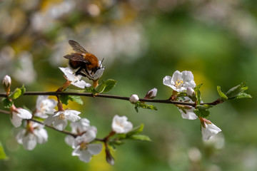 Big insect sits on a cherry flower