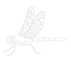  isolated, outline dragonfly, insect on a white background