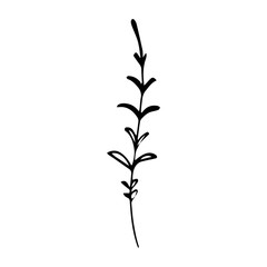 Sign hand drawn summer herb. Flower twig isolated on white background. black silhouette.Contour. Doodle outline vector illustration for wedding design,logo, greeting card.