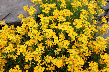 Erysimum pulchellum (Altgold), outdoor plants 2020