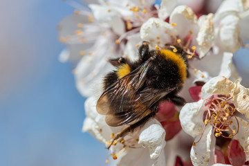 Bumblebee on a branch of a flowering tree