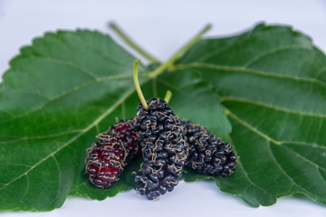 Three organic Mulberry fruits with green leaves isolated on white background.
