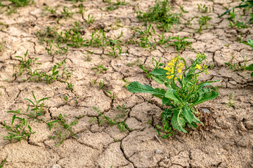 Drought land at agriculture field