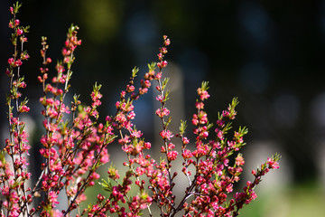 Dwarf almond blooming in the spring in the garden.