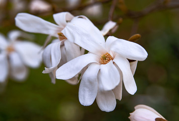 Beautiful white magnolia flowers. Concept of environment care and ecology. Wonderful natural beauty.