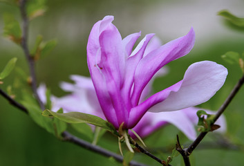 Fototapeta na wymiar Beautiful lilac magnolia flowers. Concept of environment care and ecology. Wonderful natural beauty.