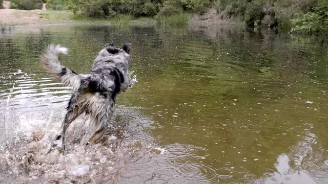 slow motion of a blue merle border collie dashing for a ball through a muddy lake
