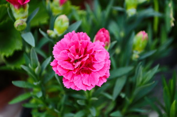 Beautiful pink carnation flower Dianthus caryophyllus, Chabaud. Floral background.