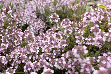 Fototapeta premium Thymus hybr. (Peter Davis), outdoor plants 2020