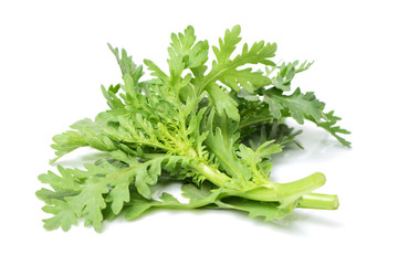 Shungiku, also known as tong hao, or edible chrysanthemum, Isolated on white. A leaf herb commonly used in asian food