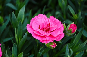 Beautiful pink carnation flower Dianthus caryophyllus, Chabaud. Floral background.