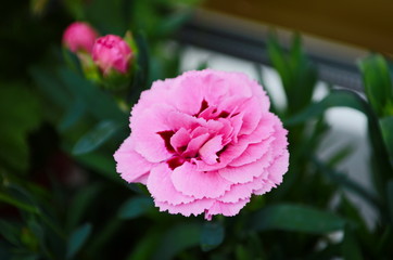 Beautiful pink carnation flower Dianthus caryophyllus, Chabaud. Floral background.