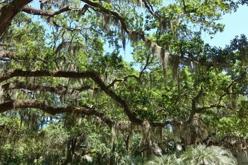 Fototapeta premium Spanish moss (tillandsia usneoides) hanging from trees in South Carolina