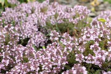 Thymus hybr. (Peter Davis), outdoor plants 2020