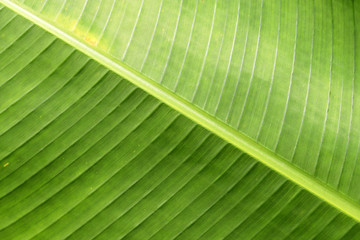 Banana leaf texture. Green tropical plant background with natural pattern