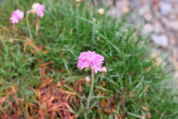 Armeria maritima (Laucheana), outdoor plants 2020
