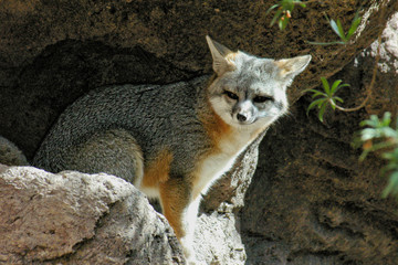 Obraz premium Gray fox, Arizona-Sonora Desert Museum, Tucson, Arizona