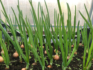 Fototapeta premium Onions are grown on the soil in areas. Fresh green onions