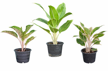 Three black pots of beautiful ornament plants