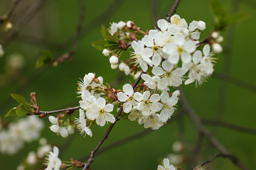 Branch of the blooming tree