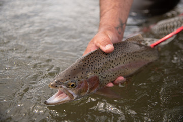 A close up of a  Rainbow trout caught on a wild western stream by a fly fisherman.