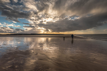 Dog walking on the beach