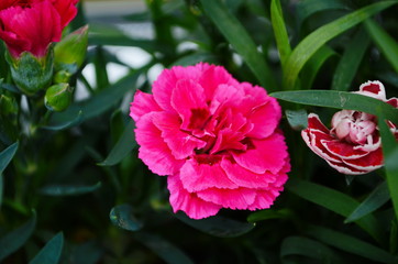 Beautiful pink carnation flower Dianthus caryophyllus, Chabaud. Floral background.