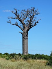 Fototapeta na wymiar Baobab auf Madagaskar