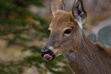 Cerf de Virginie sauvage en forêt canadienne au Québec