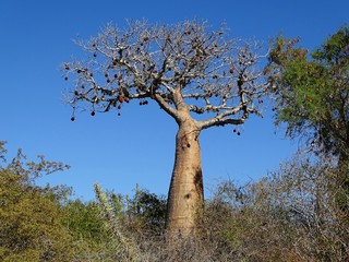 Fototapeta na wymiar Affenbrotbaum in Madagaskar