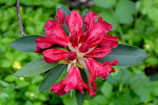 Rhody Bilder – Durchsuchen 300 Archivfotos, Vektorgrafiken und Videos ...