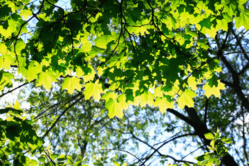 Fototapeta na wymiar Green Leaves Background