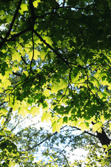 Green Leaves Background