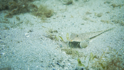 flathead fish (Repomucenus curvicornis) and seaplant on the sand