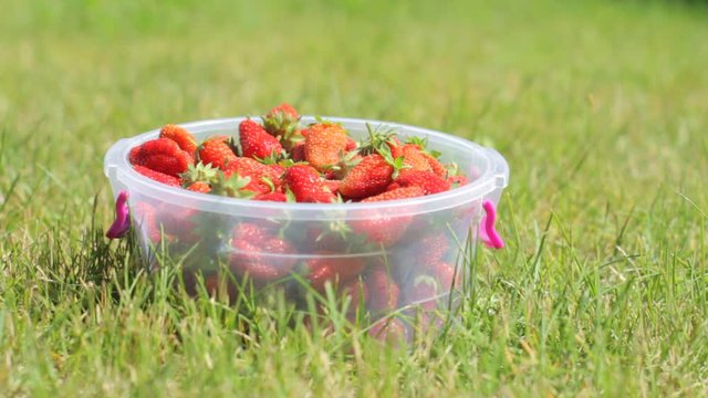 Female farmer is picking fresh red ripe strawberries and is puttiing them in a plastic bowl. Green grass on the background.Summer harvesting of berries in the garden.
