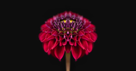 symmetrical dahlia flower