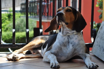 cane