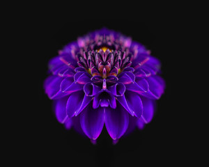 symmetrical dahlia flower