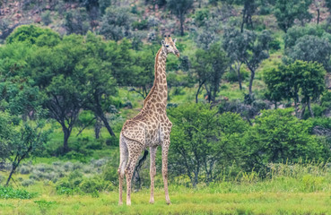 A single giraffe in the wild in a South African game reserve, with natural bush in the background