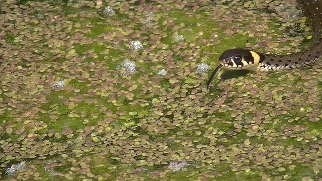 Young grass snake swimming in a pond covered with duckweed, natrix natrix or Ringelnatter
