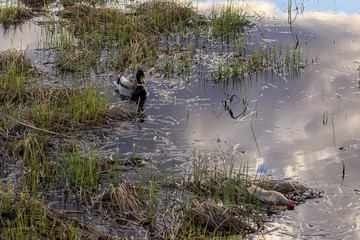 ducks in the swamp swim and look for food among garbage and garbage, plastic bottles and other wastes prevent animals from living in the wild, plastic pollution of the world, environmental problem
