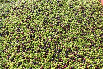 Harvested olives unloaded from truck to press hopper in olive oil mill in Greece.