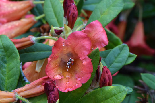 Rhody Bilder – Durchsuchen 298 Archivfotos, Vektorgrafiken und Videos ...