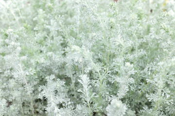 Artemisia sp. (Asteraceae), outdoor plants 2020