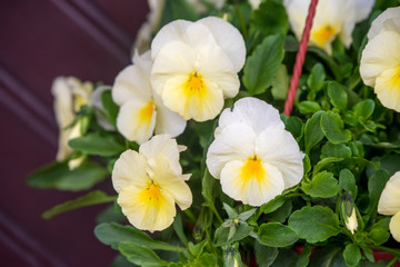 White pansies flowers in a hanging pot