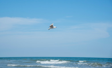 Fototapeta na wymiar Seagull in the sky. Mediterranean sea, Spain