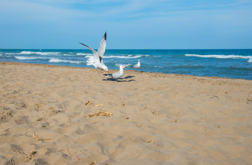 Seagulls on the beach of Mediterranean sea