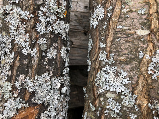 Foliose lichen (one of a variety of lichens, which are complex organisms that arise from the symbiotic relationship between fungi and a photosynthetic partner)