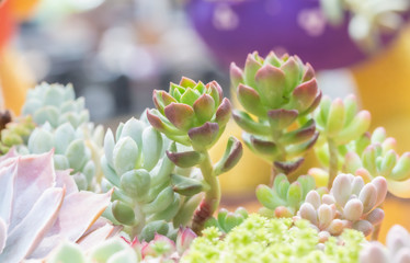Macro close-up of dense succulents in outdoor garden