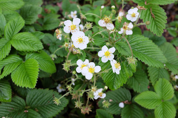Fragaria viridis (Rosaceae), outdoor plants 2020